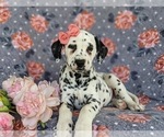 Small Photo #8 Dalmatian Puppy For Sale in QUARRYVILLE, PA, USA