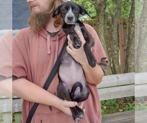 Prue - Female German Shorthaired Pointer-Unknown Mix Dog for Adoption - Photo #5