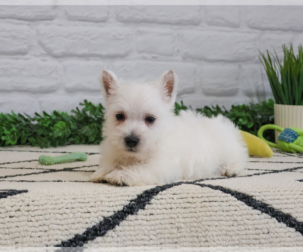 Medium Photo #8 West Highland White Terrier Puppy For Sale in SYRACUSE, IN, USA