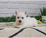 Small #7 West Highland White Terrier