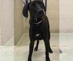 Labrador Retriever Dogs for adoption in Conroe, TX, USA