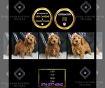 Puppy Lily F1B Goldendoodle (Miniature)