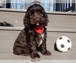 Small Photo #10 Cockapoo Puppy For Sale in MILLERSBURG, OH, USA