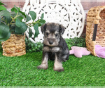 Small #3 Schnauzer (Miniature)