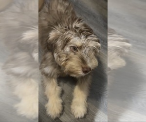 Medium Poodle (Miniature)-Siberian Husky Mix