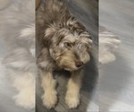 Small Poodle (Miniature)-Siberian Husky Mix