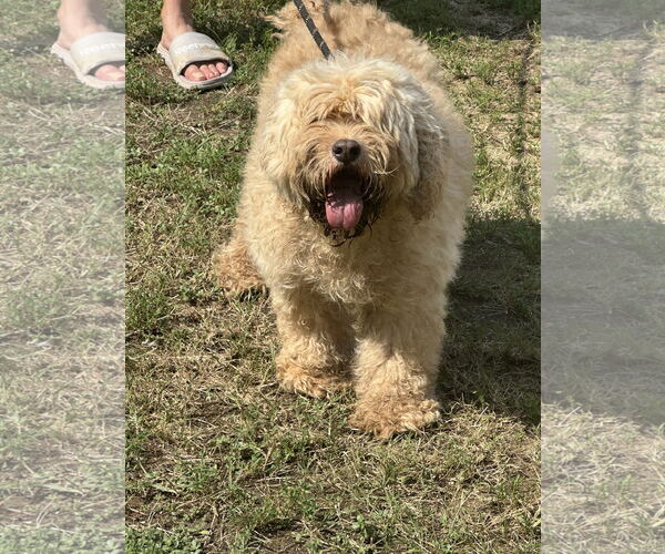 Medium Photo #1 Cocker Spaniel-Unknown Mix Puppy For Sale in Jackson, MS, USA