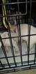 Small Photo #125 Bull Terrier Puppy For Sale in JACKSON, MI, USA
