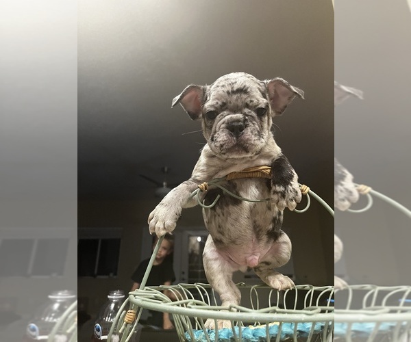 Medium Photo #11 French Bulldog Puppy For Sale in PAHRUMP, NV, USA