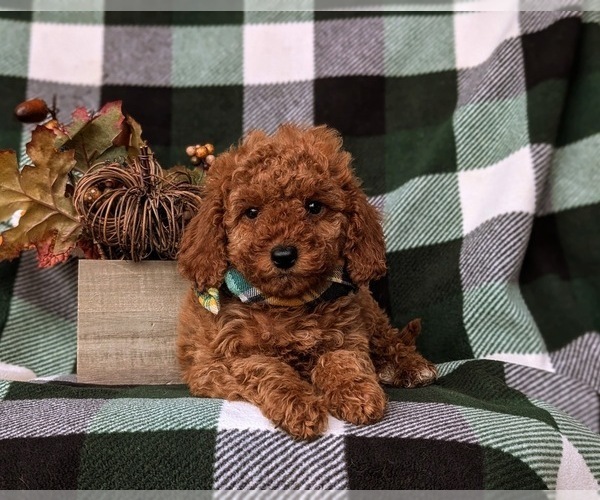 Medium Photo #6 Cock-A-Poo Puppy For Sale in KIRKWOOD, PA, USA