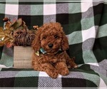 Small Photo #6 Cock-A-Poo Puppy For Sale in KIRKWOOD, PA, USA