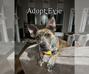 Evie - Female Mutt Dog for Adoption - Photo #2