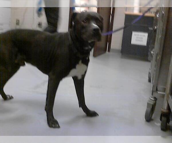 Medium Photo #1 American Pit Bull Terrier-Labrador Retriever Mix Puppy For Sale in Fayetteville, NC, USA