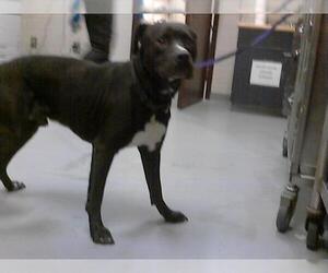 American Pit Bull Terrier-Labrador Retriever Mix Dogs for adoption in Fayetteville, NC, USA