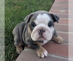 Small #1 English Bulldog