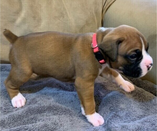 Medium Photo #3 Boxer Puppy For Sale in EAST FISHKILL, NY, USA