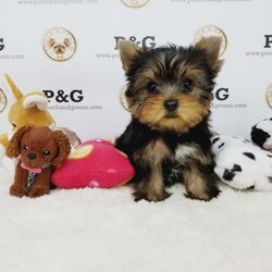 Yorkshire Terrier Puppy for sale in TEMPLE CITY, CA, USA