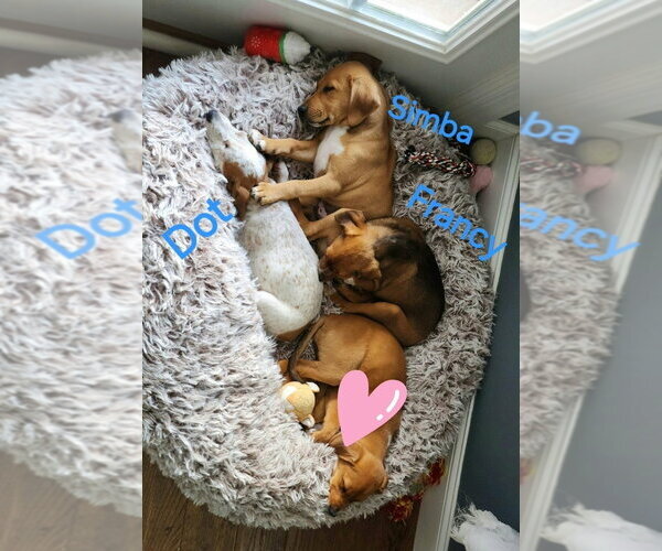 Medium Photo #3 Jack Russell Terrier-Mountain Cur Mix Puppy For Sale in Aurora, IN, USA