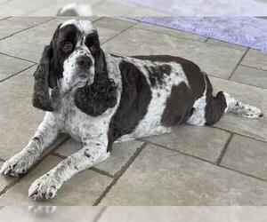 Cocker Spaniel Dogs for adoption in Westminster, MD, USA