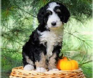 Bernedoodle Puppy for sale in FREDERICKSBG, OH, USA