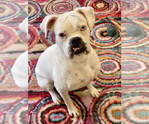 Boxer Dogs for adoption in Austin, TX, USA