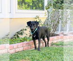 Small Photo #14 Labrador Retriever-Unknown Mix Puppy For Sale in San Diego, CA, USA