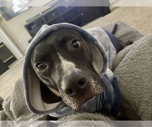 TUCKER #9 - Male American Pit Bull Terrier-Unknown Mix Dog for Adoption - Photo #3