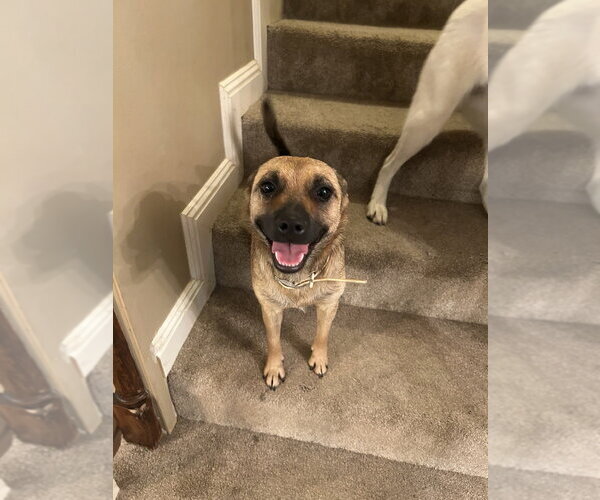 Medium Photo #3 Feist Terrier-Unknown Mix Puppy For Sale in Boston, MA, USA