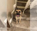 Small #2 Feist Terrier Mix