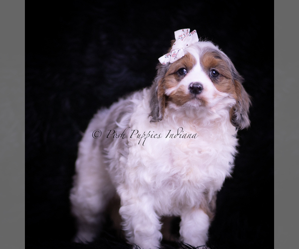Medium Photo #85 Cavapoo (Miniature) Puppy For Sale in WARSAW, IN, USA