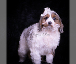 Small Photo #85 Cavapoo (Miniature) Puppy For Sale in WARSAW, IN, USA