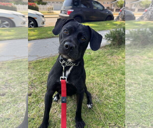 Medium Photo #10 Labrador Retriever-Unknown Mix Puppy For Sale in San Diego, CA, USA