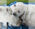 Small Photo #14 English Cream Golden Retriever Puppy For Sale in ELVERTA, CA, USA