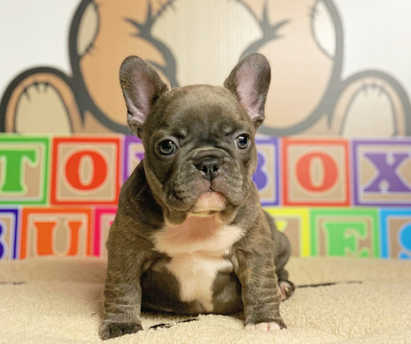 Medium Photo #1 French Bulldog Puppy For Sale in HELENA, MT, USA