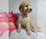 Small Photo #10 Labradoodle Puppy For Sale in AIKEN, SC, USA