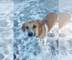 Small #4 Labrador Retriever Mix