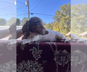 Dachshund Puppy for sale in ROCK HILL, SC, USA