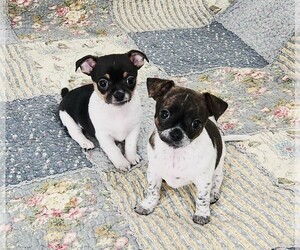 Chihuahua Litter for sale in RUSTBURG, VA, USA