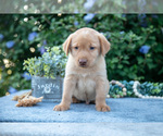 Puppy Todd Labrador Retriever