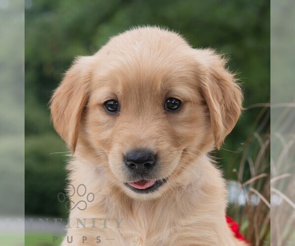 Medium Photo #5 Golden Retriever Puppy For Sale in NEWPORT, PA, USA
