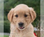 Small #4 Golden Retriever
