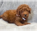 Small Photo #15 Goldendoodle (Miniature) Puppy For Sale in LAKELAND, FL, USA