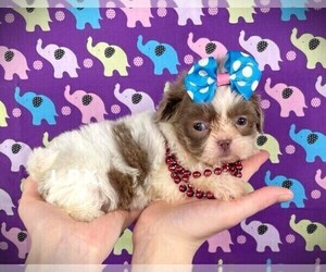Shih Tzu Puppy for Sale in WINNSBORO, Louisiana USA