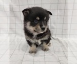 Small Photo #6 Pomsky Puppy For Sale in BELLEVUE, IA, USA