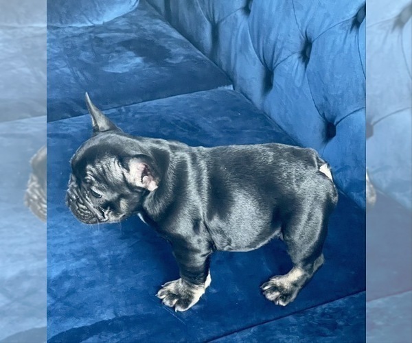 Medium Photo #29 French Bulldog Puppy For Sale in BATON ROUGE, LA, USA