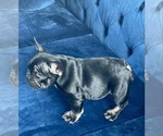 Small Photo #29 French Bulldog Puppy For Sale in BATON ROUGE, LA, USA