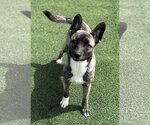 Small #1 Huskies  Mix