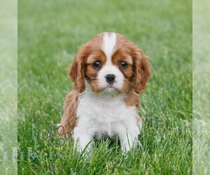 Cavalier King Charles Spaniel Puppy for sale in NARVON, PA, USA