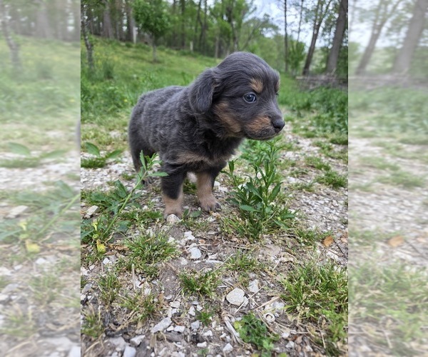 Medium Photo #2 English Shepherd Puppy For Sale in UPTON, KY, USA