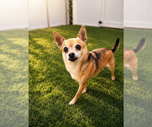 Marley - Male Chihuahua-Unknown Mix Dog for Adoption - Photo #2